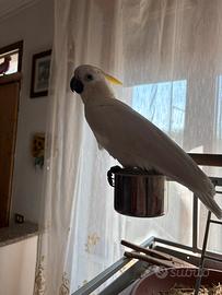 Pappagallo