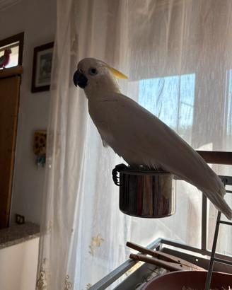 Pappagallo