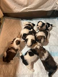 Cuccioli shih-tzu di 60 giorni