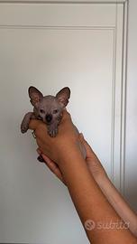 Cuccioli sphynx di 2 mesi vaccinati e con libretto