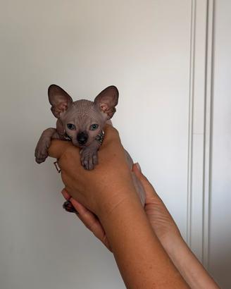 Cuccioli sphynx di 2 mesi vaccinati e con libretto