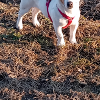 Jack russell