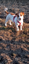 Jack russell