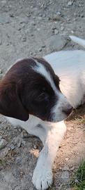 Cuccioli da tartufo