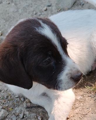 Cuccioli da tartufo