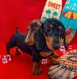 Bassotto toy piebald