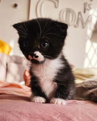Munchkin zampe corte gatto bassotto