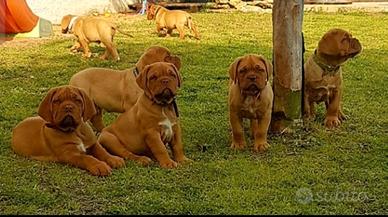 Cuccioli Dogue de Bordeaux