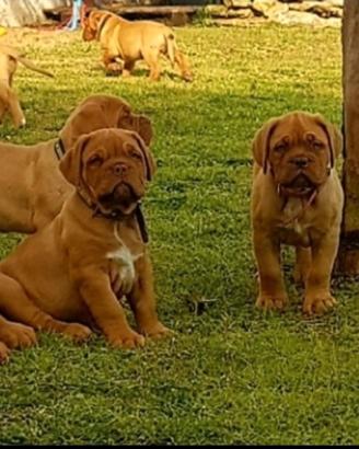 Cuccioli Dogue de Bordeaux