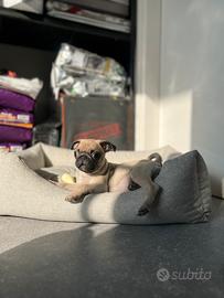 Cucciolo carlino fulvo