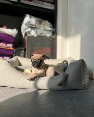 Cucciolo carlino fulvo