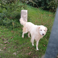 Cane incrocio Golden Retriever e Pastore Abruzzese