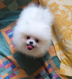 Cucciolo pomerania maschio