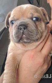 Cucciolo bulldog francese esotico