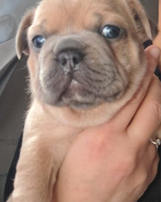 Cucciolo bulldog francese esotico