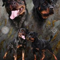 Cuccioli di Rottweiler con pedigree