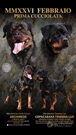 Cuccioli di Rottweiler con pedigree