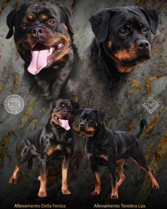 Cuccioli di Rottweiler con pedigree