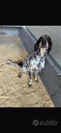 Setter inglese