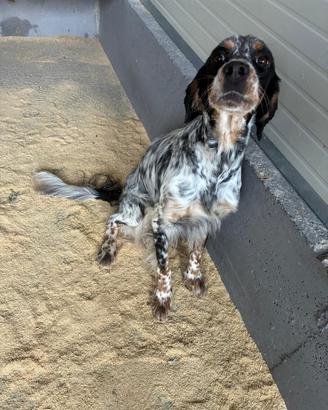 Setter inglese