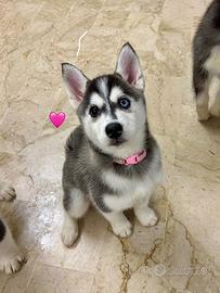 Ultima femmina siberian husky