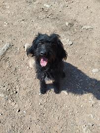 Cagnolina meticcia