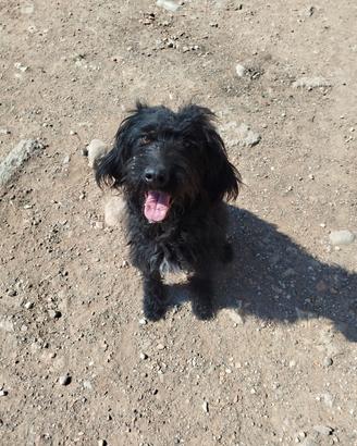 Cagnolina meticcia