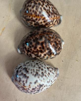 Conchiglie tigris