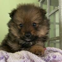 Spitz italiani ( cuccioli di 2 mesi)