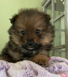 Spitz italiani ( cuccioli di 2 mesi)