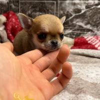 Chihuahua cucciola