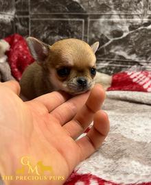 Chihuahua cucciola
