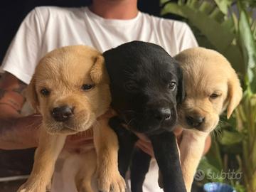 Labrador