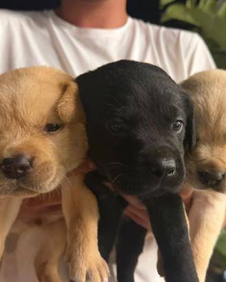 Labrador