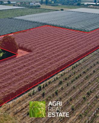 Impianto kiwi giallo 2 HA fronte strada con pozzo