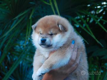 Stupendo cucciolo Shiba