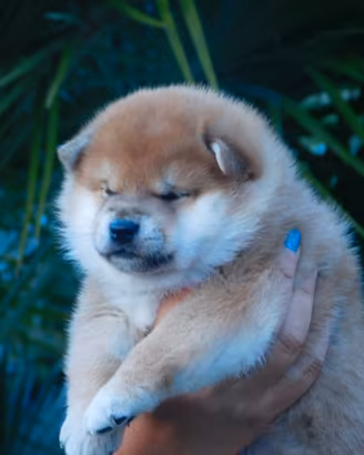 Stupendo cucciolo Shiba