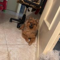 Cucciolo volpino pomeriana