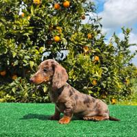 Bassotto arlecchino cioccolato con pedigree