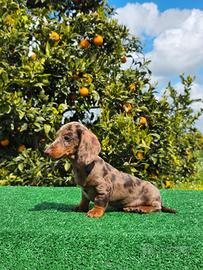 Bassotto arlecchino cioccolato con pedigree