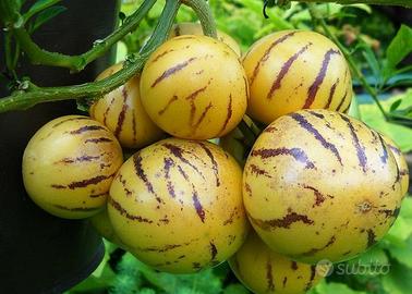 PIANTA Melone Pepino Solanum muricatum