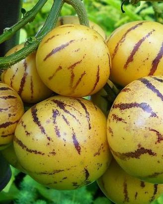 PIANTA Melone Pepino Solanum muricatum
