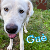 Guè, un anno, taglia media abbondante