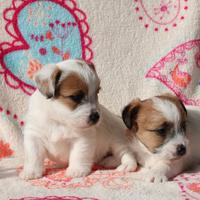 Jack Russell femmina con pedigree