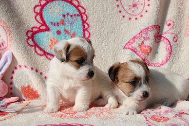 Jack Russell femmina con pedigree