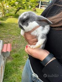 Cucciolo Coniglio Ariete