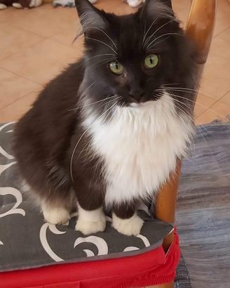 Maine coon femmina