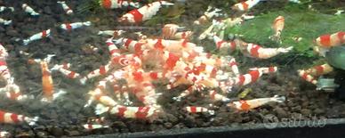 Caridine Cristal Red