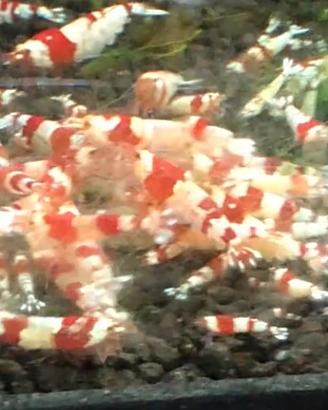 Caridine Cristal Red