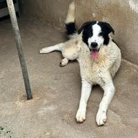 Oreo cucciolo taglia medio grande